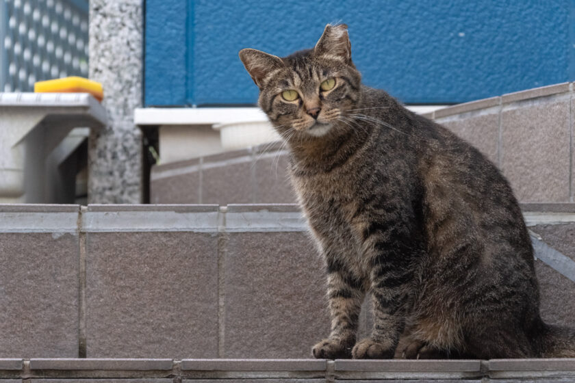 小田原市の猫