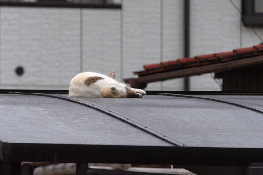 所沢市の猫