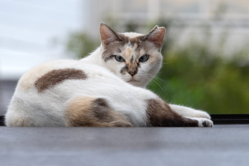 所沢市の猫