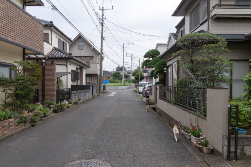 所沢市の猫