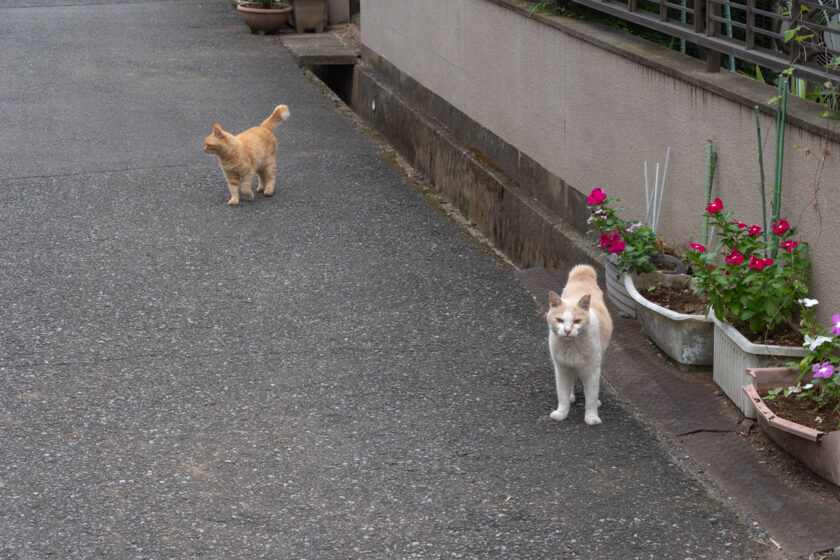 所沢市の猫