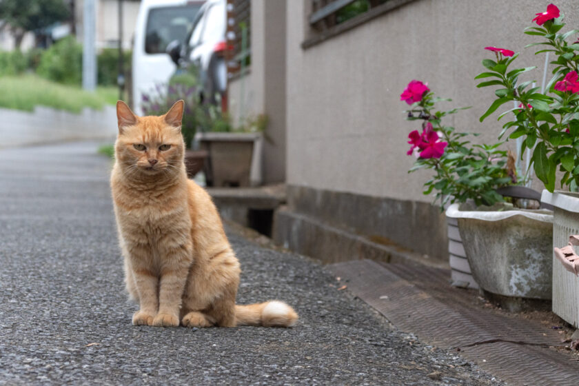 所沢市の猫