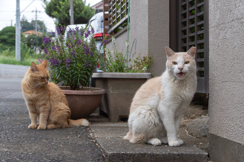 所沢市の猫