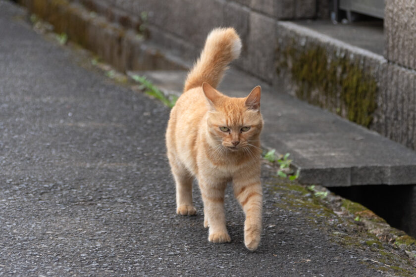 所沢市の猫
