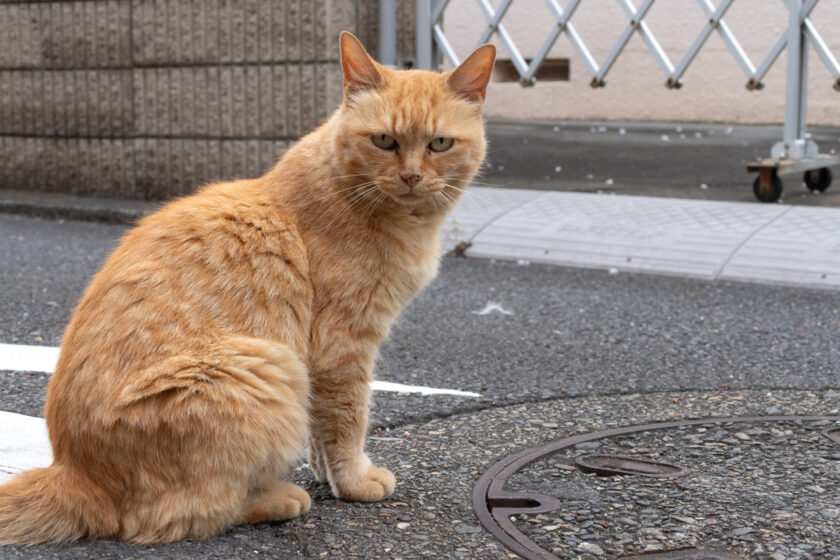 所沢市の猫