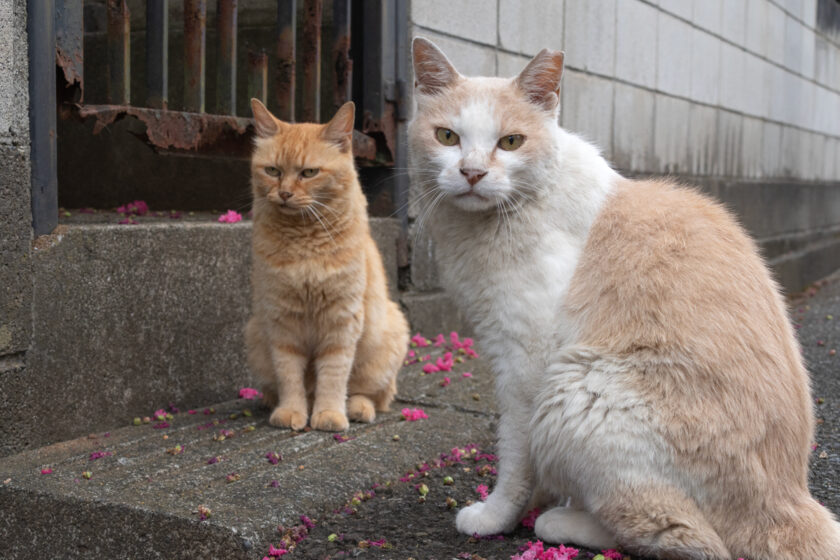 所沢市の猫