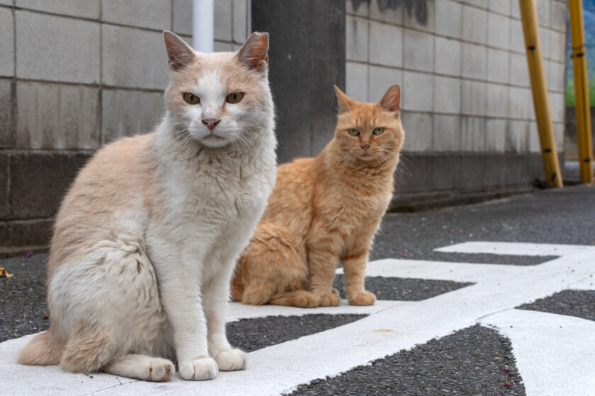 所沢市の猫