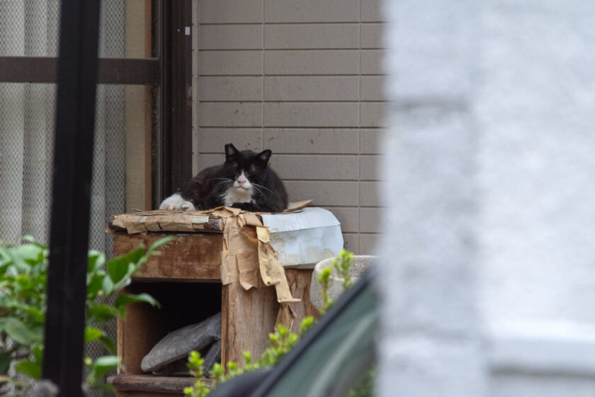 所沢市の猫