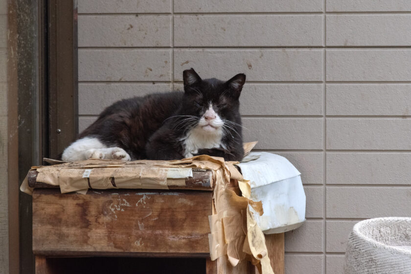 所沢市の猫