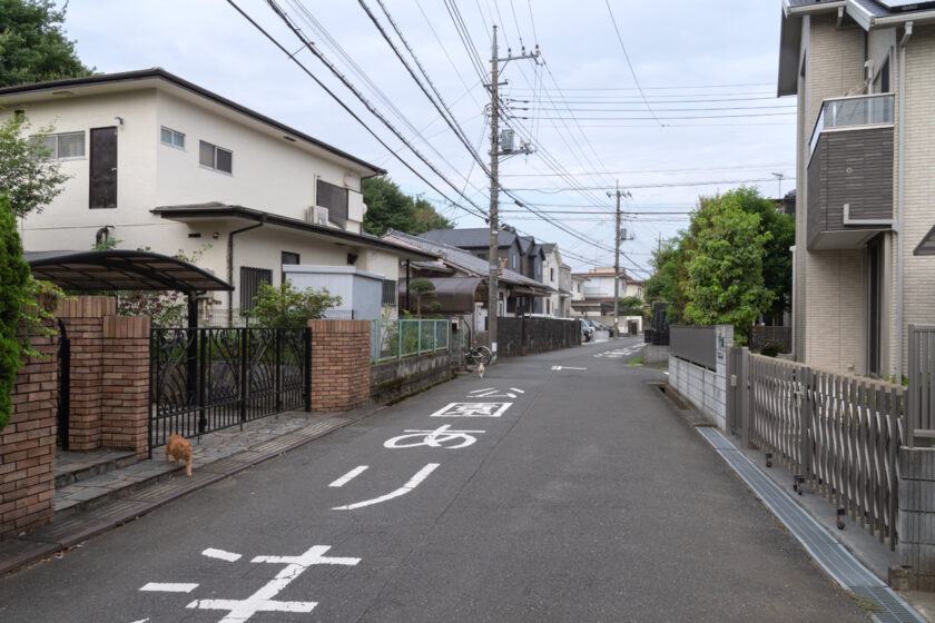 所沢市の猫