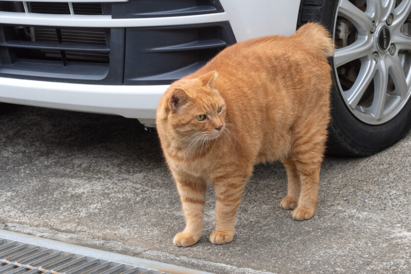 所沢市の猫