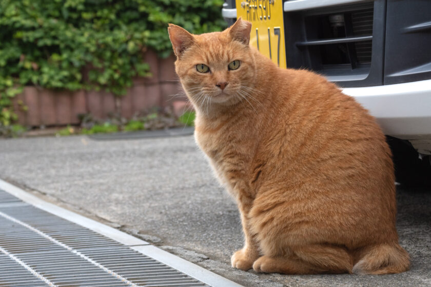 所沢市の猫
