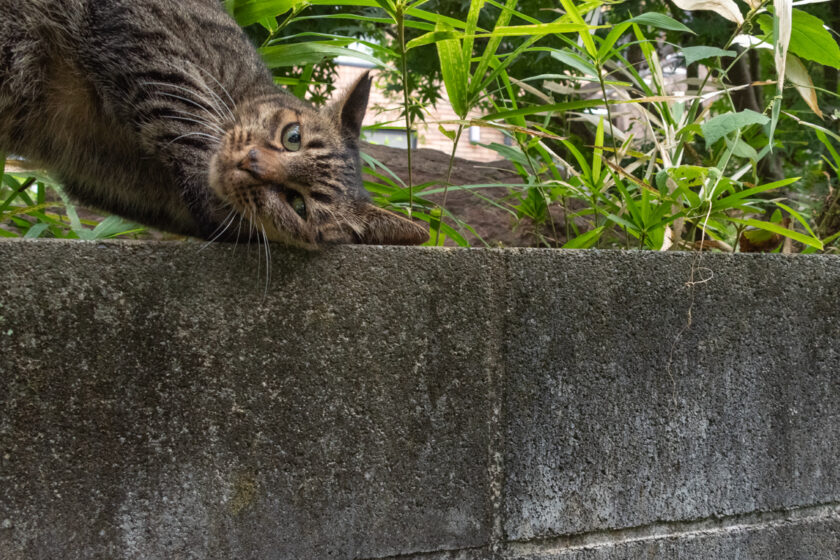 所沢市の猫