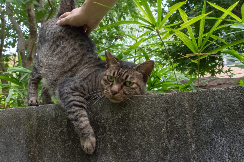 所沢市の猫