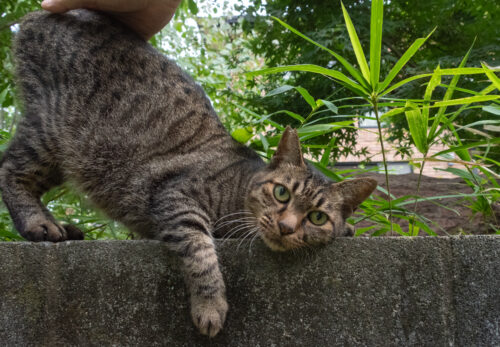 所沢市の猫