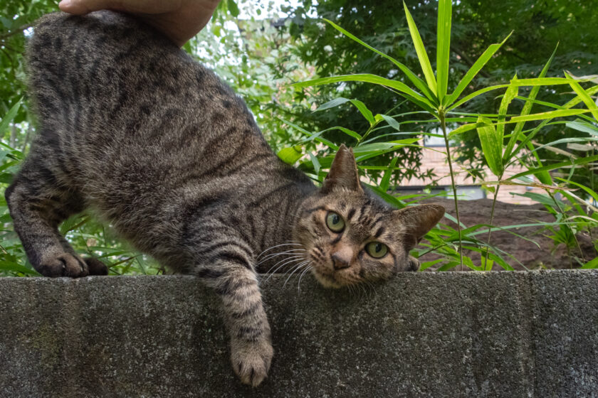 所沢市の猫