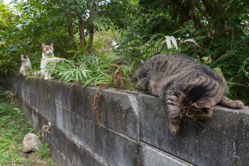 所沢市の猫