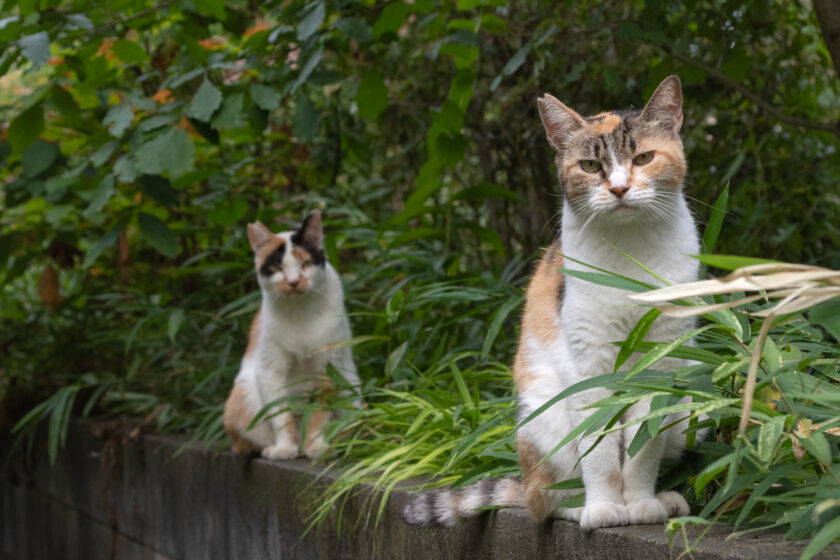 所沢市の猫