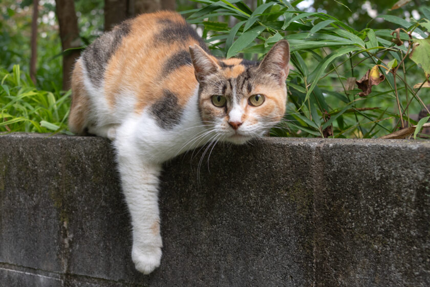 所沢市の猫