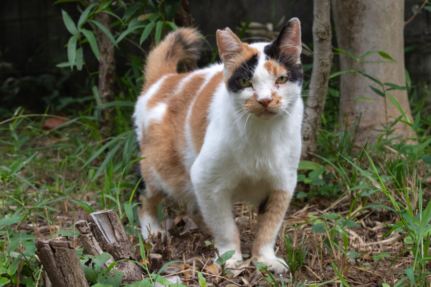 所沢市の猫