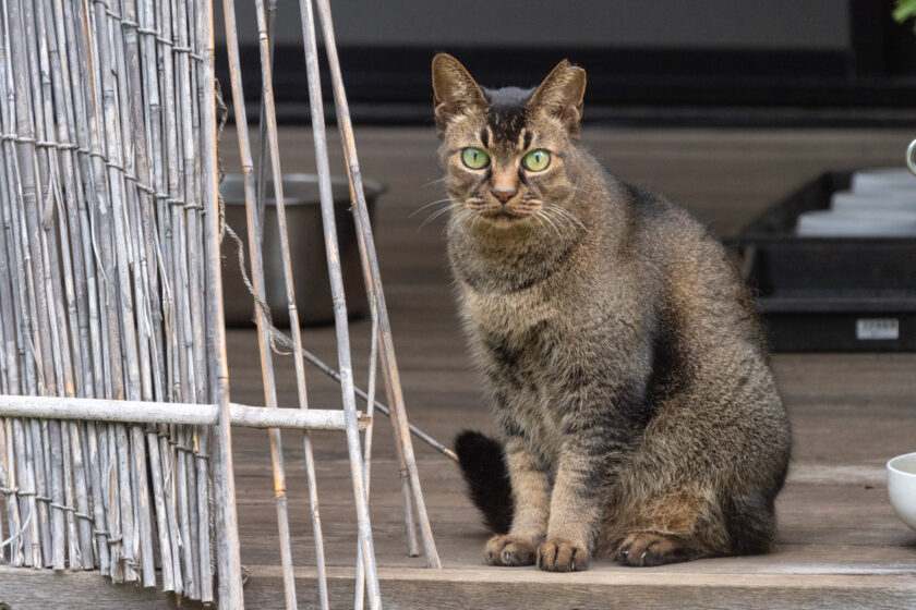 所沢市の猫