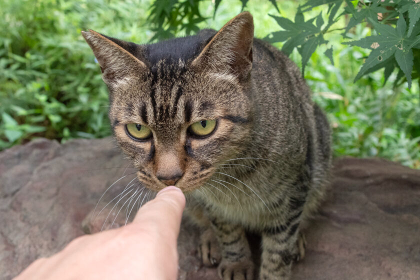 所沢市の猫