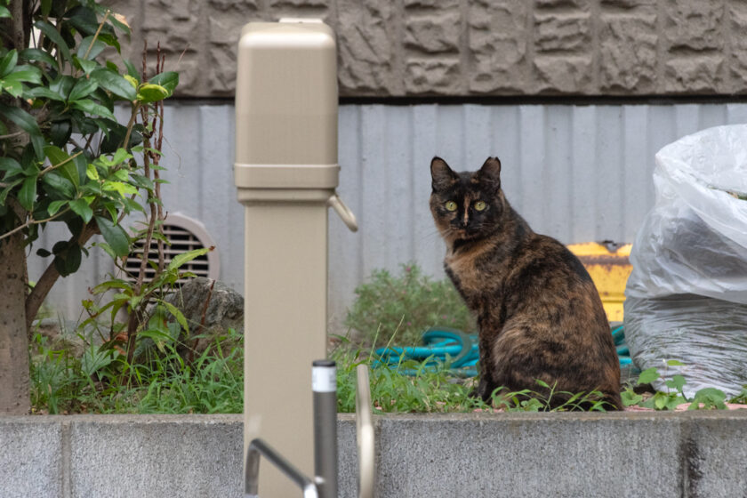 所沢市の猫