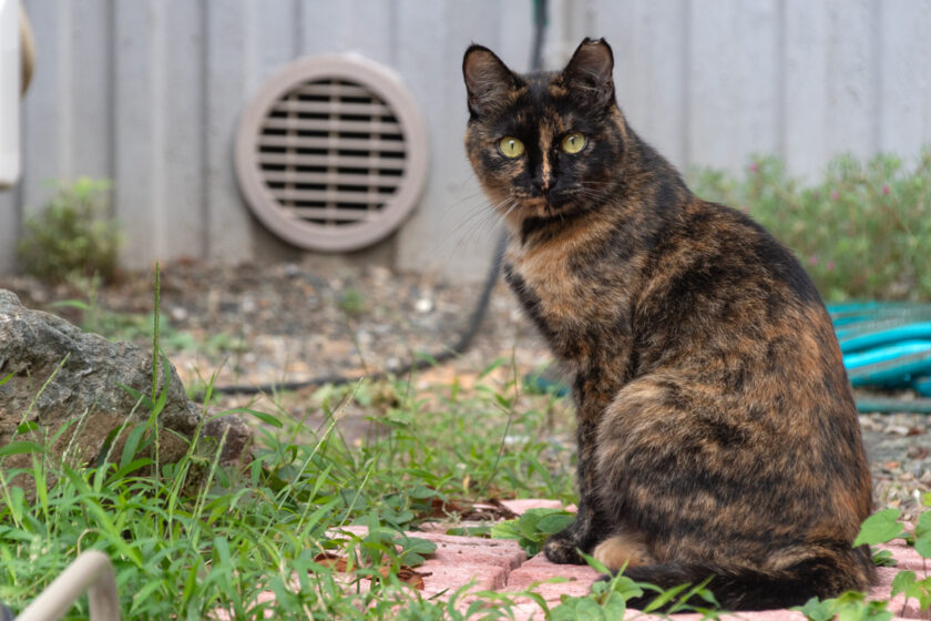所沢市の猫