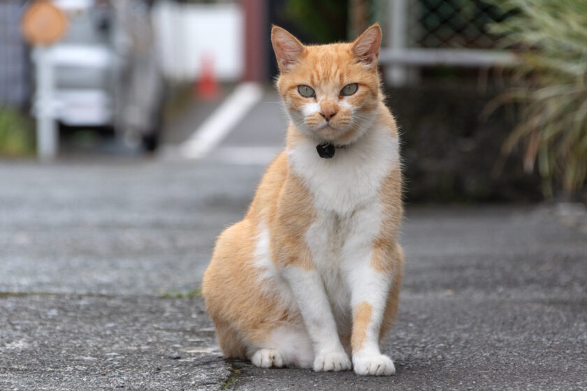 小田原市の猫