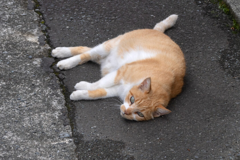 小田原市の猫