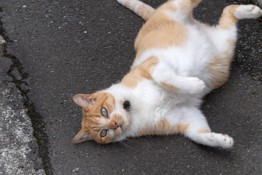 小田原市の猫