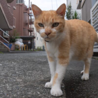 小田原市の猫
