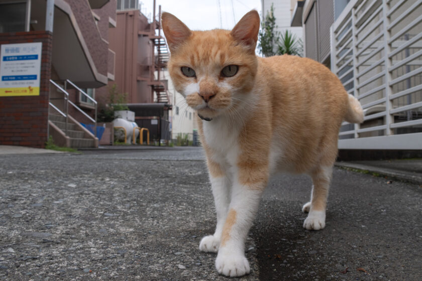 小田原市の猫