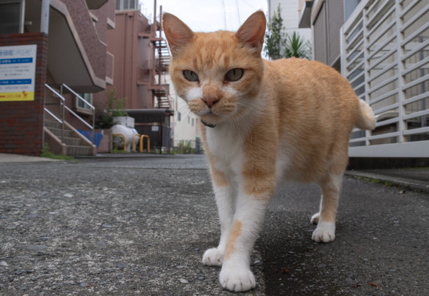 小田原市の猫