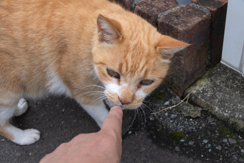 小田原市の猫