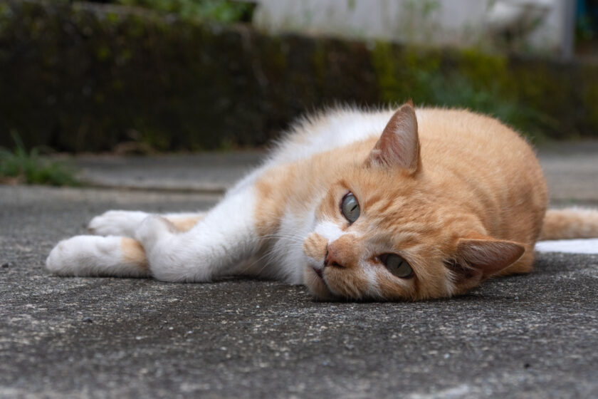 小田原市の猫