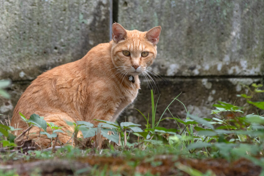小田原市の猫