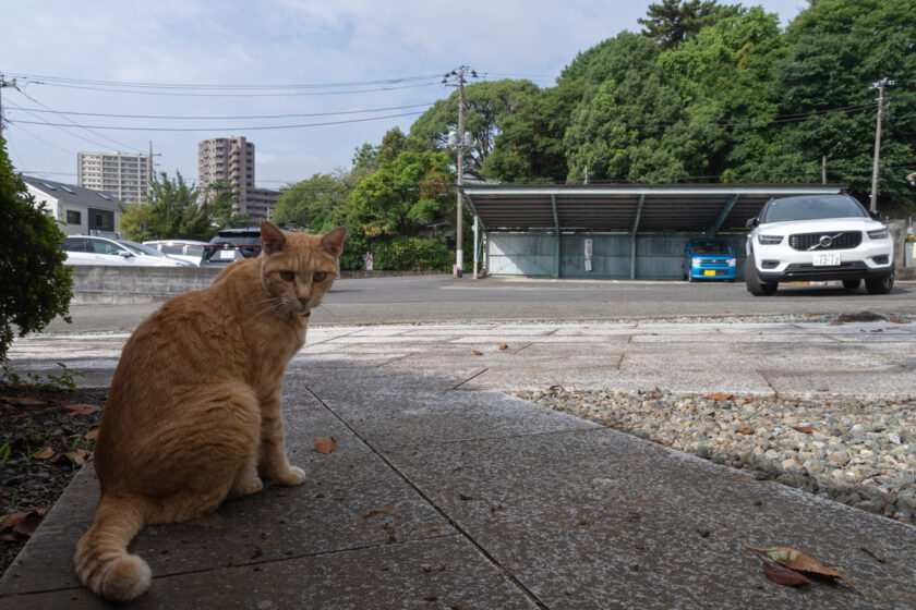小田原市の猫