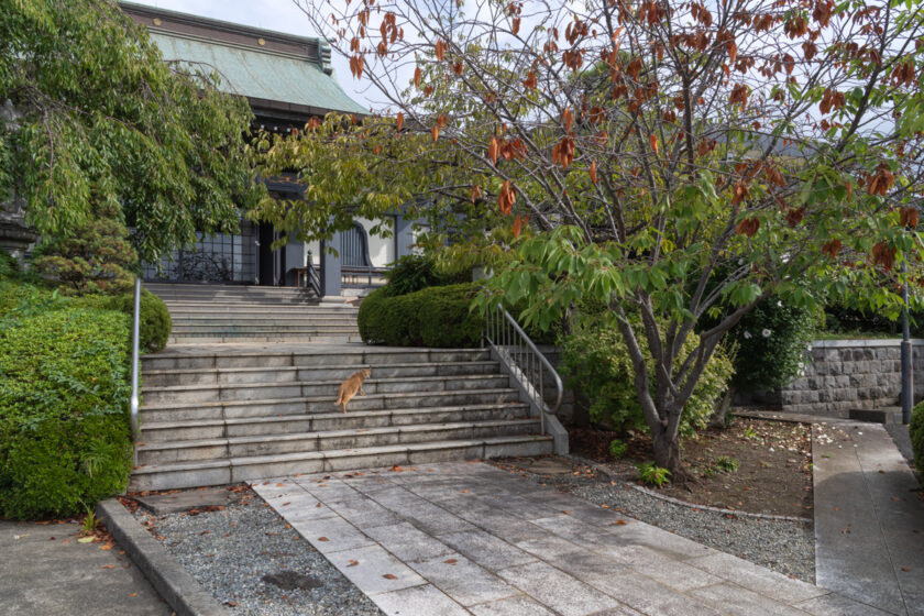 小田原市の猫