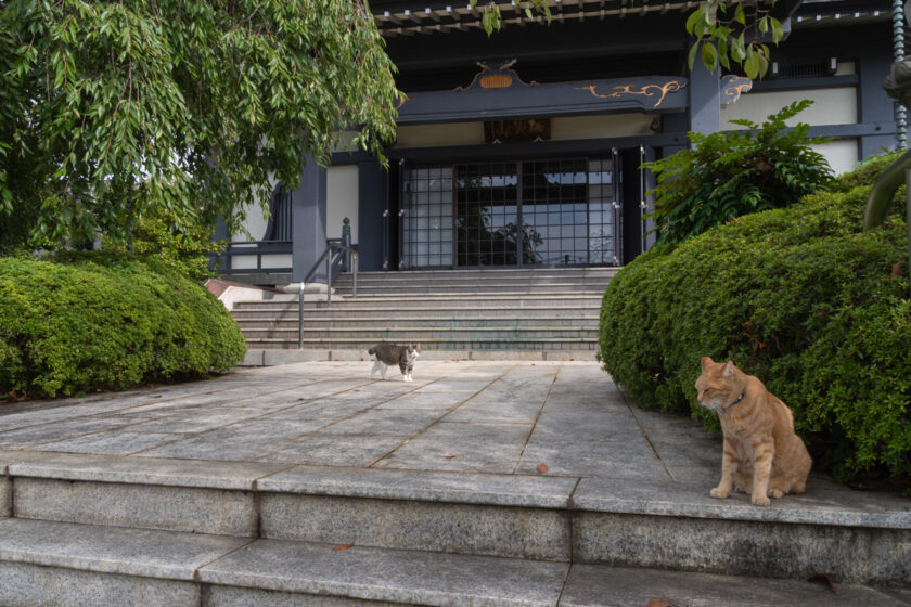 小田原市の猫