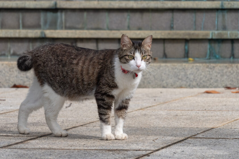 小田原市の猫