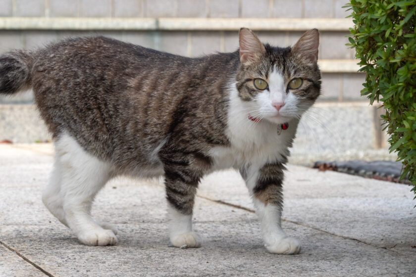小田原市の猫