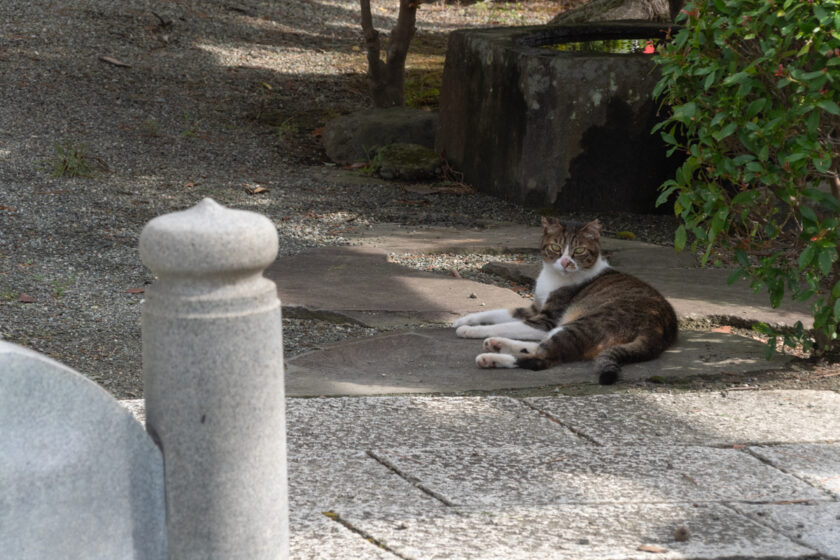 小田原市の猫