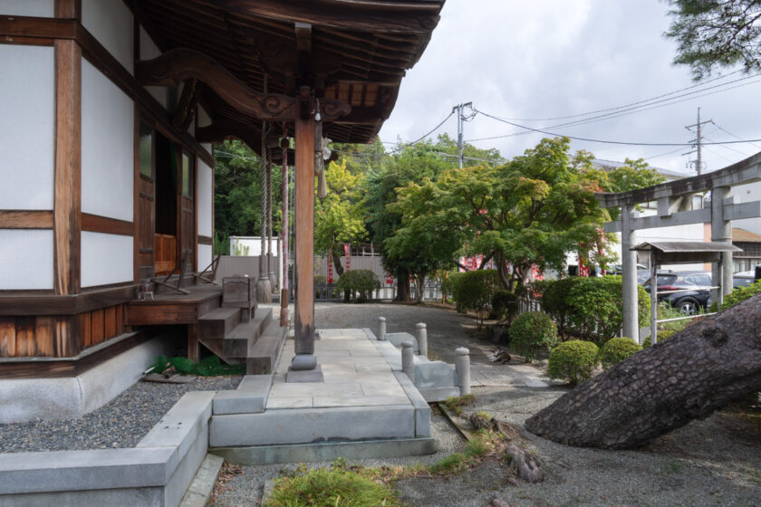 小田原市の猫