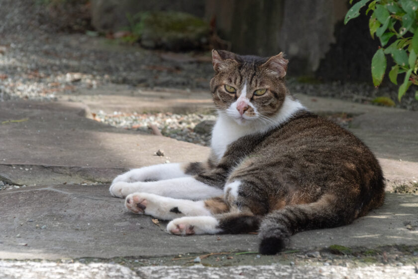 小田原市の猫