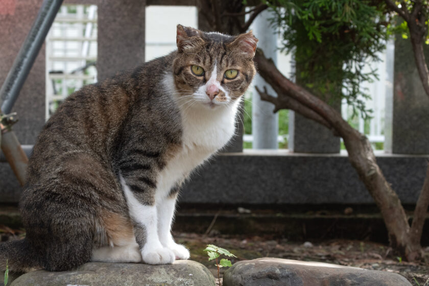 小田原市の猫