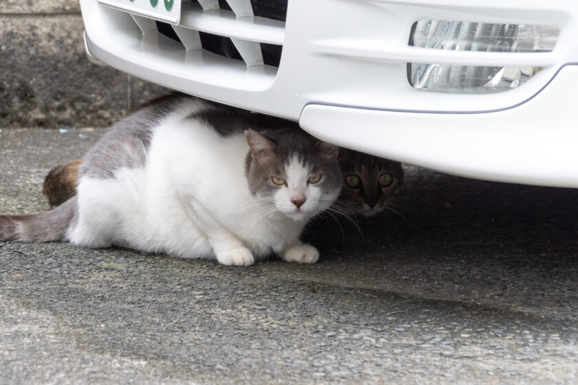 相模原市の猫
