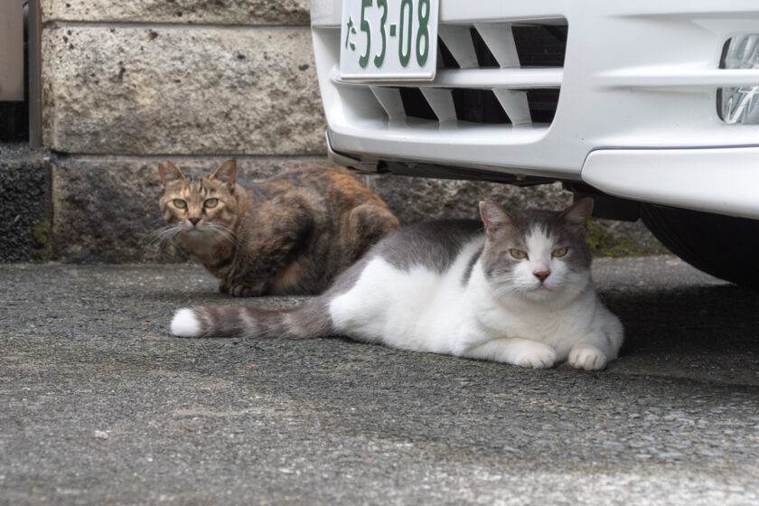 相模原市の猫