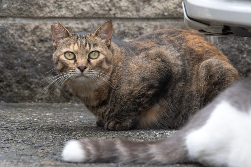 相模原市の猫