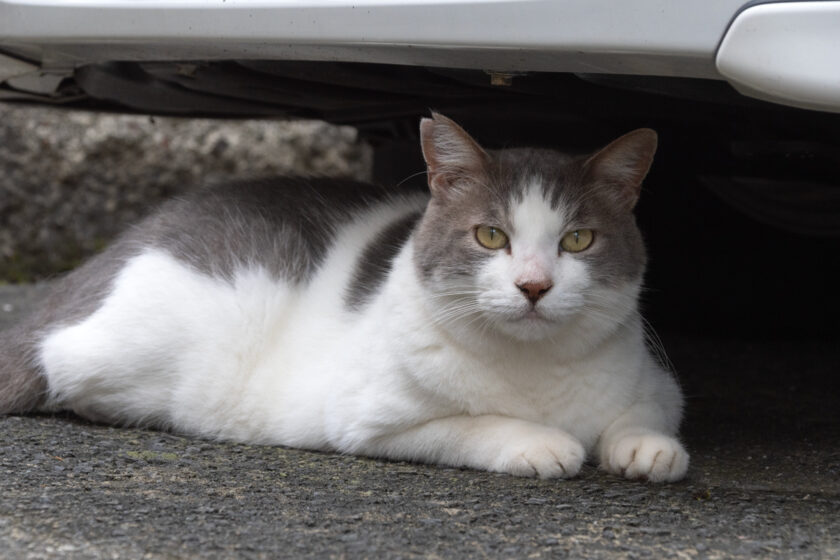 相模原市の猫